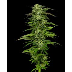 Dream Queen Auto, Фасовка: 3